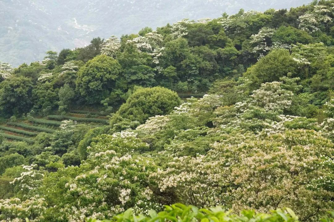 楠溪油桐花如雪图片,油桐花开与气候