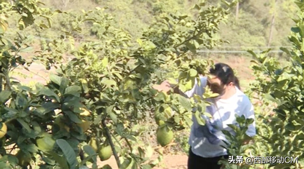 云南贫困山区返乡创业,云南通海农村地摊创业青年