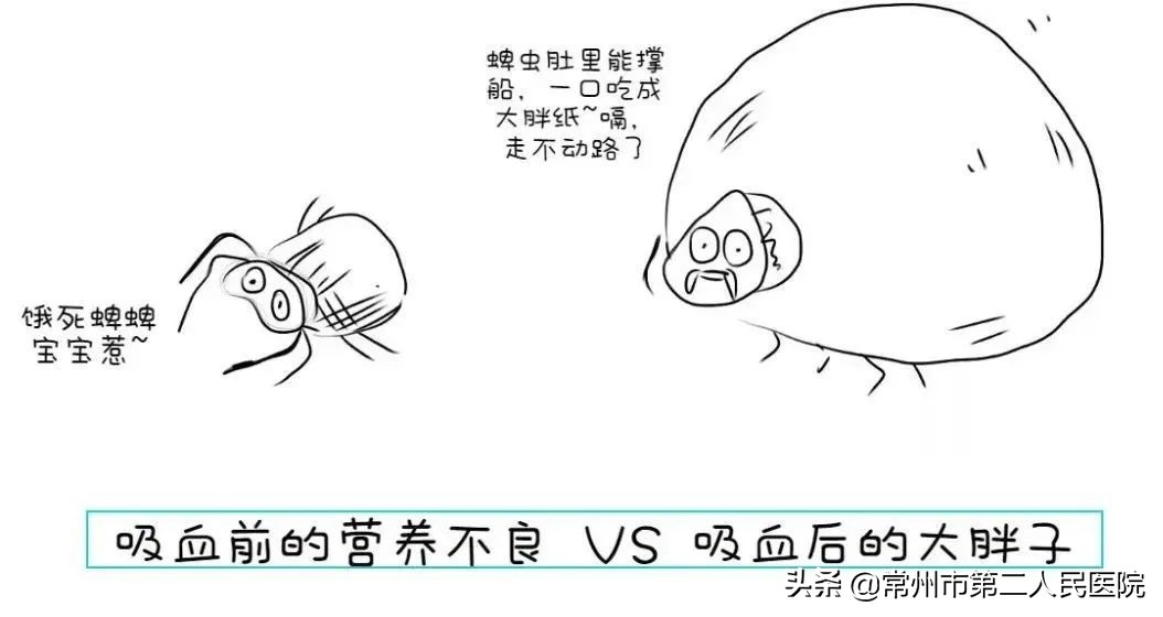 草丛中会有危害的虫子,常见的危险小虫子