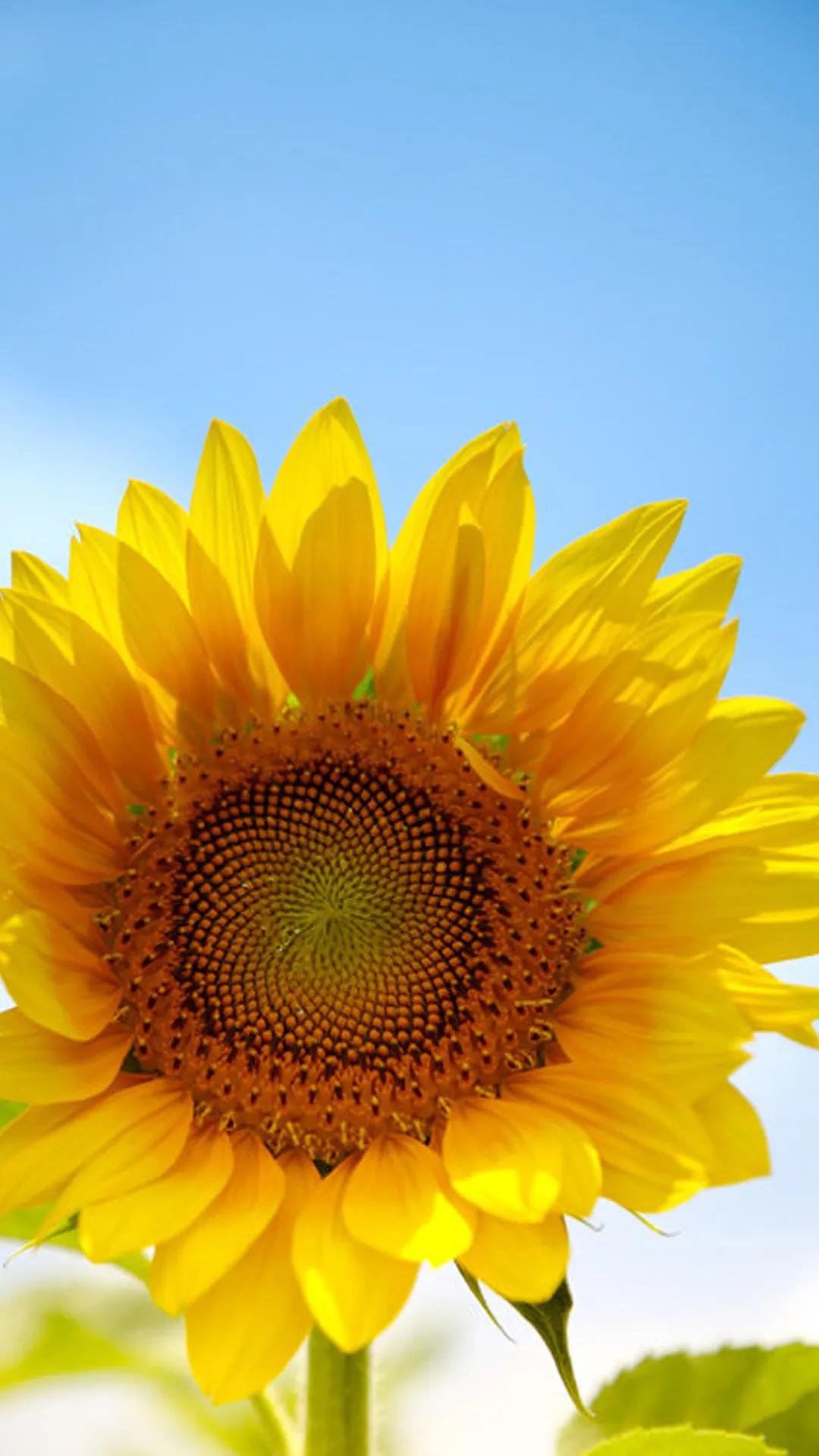 世界各国国花一览表,南美洲各国国花