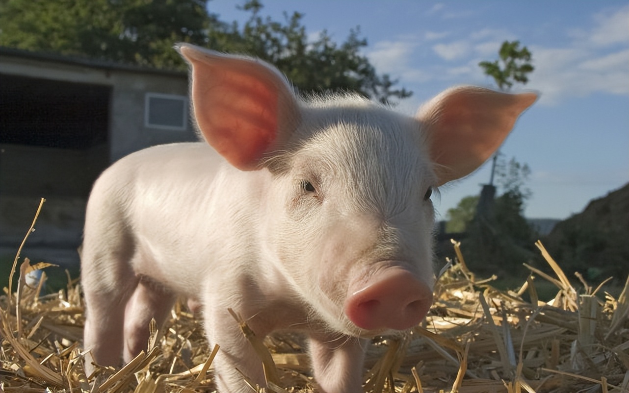 如何给母猪清宫？母猪什么时候需要清宫？为什么要给母猪清宫？