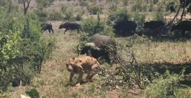 世界上最奇怪最大最恐怖的蛇图片,世界上十大恐怖诡异蛇