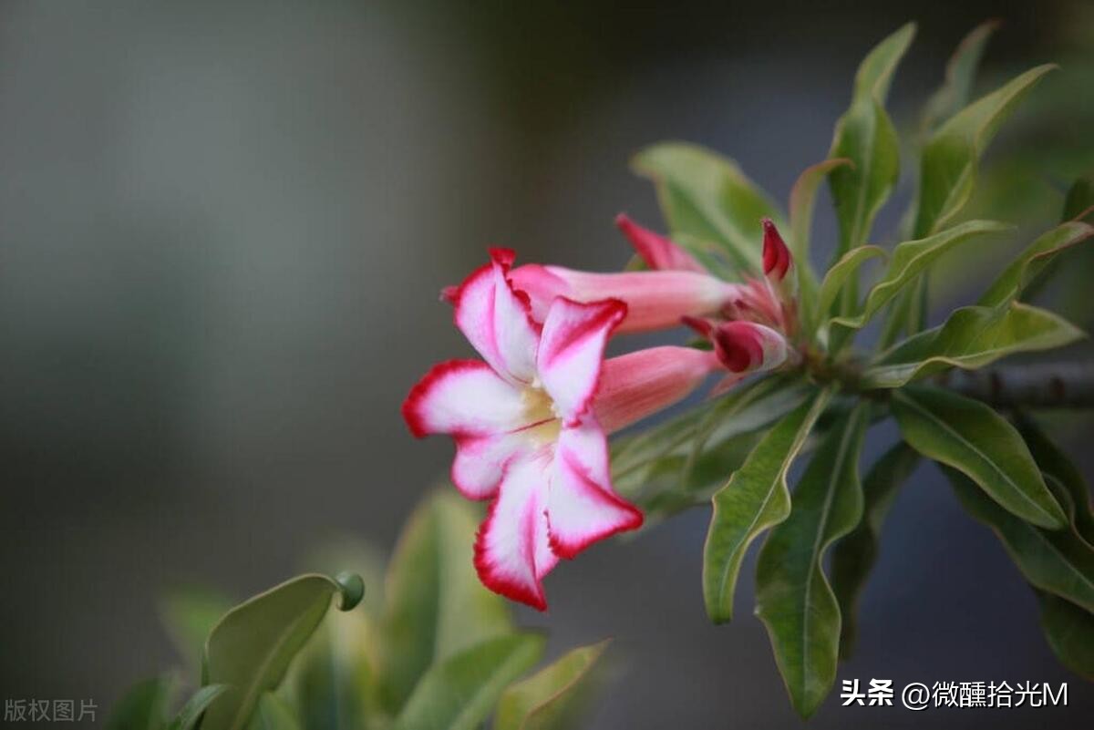 推荐10种最适合夏天养的花,君子兰开花时夏天几天浇一次水