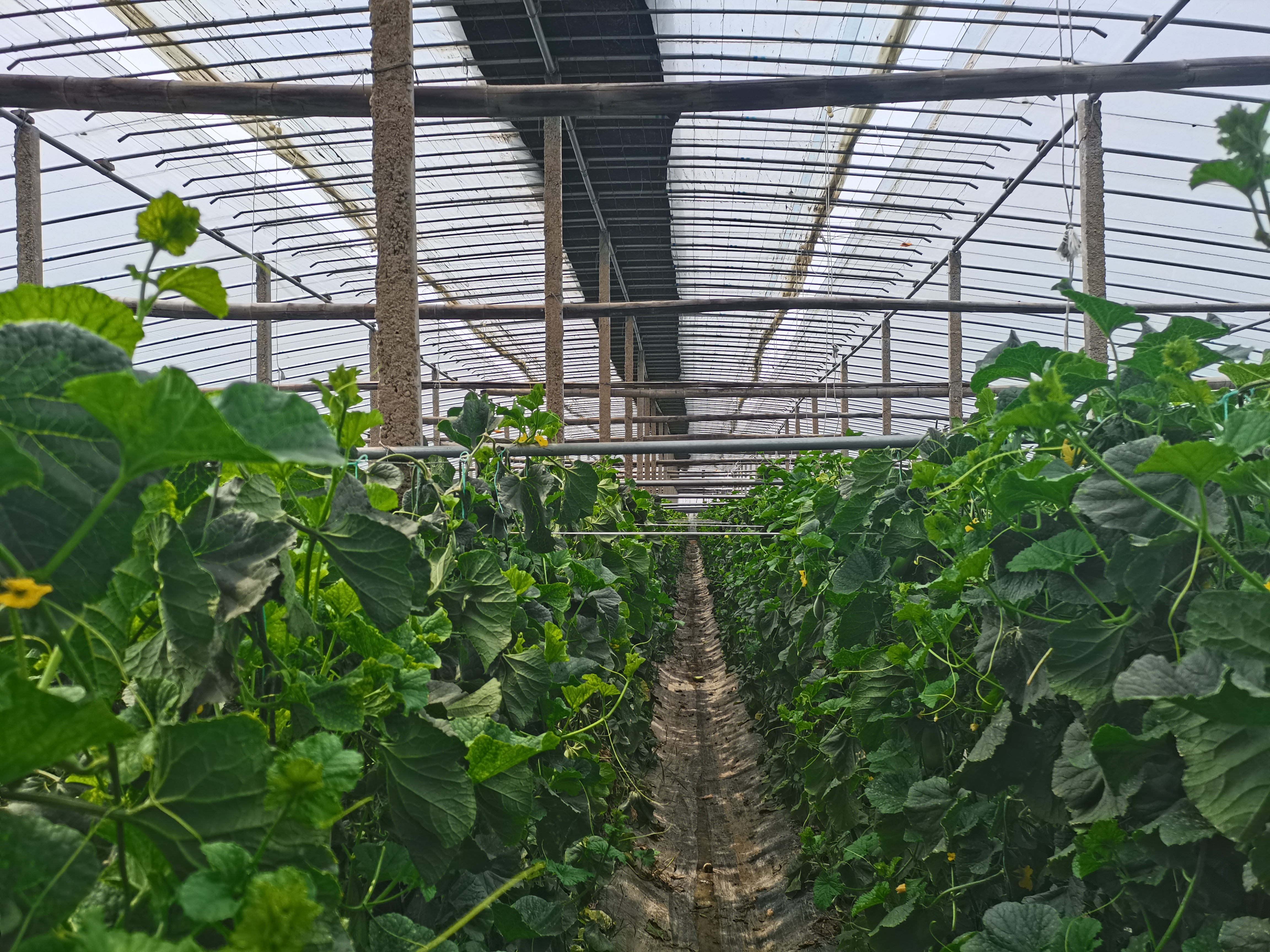 扶沟：“中原菜都”的乡村振兴富民曲