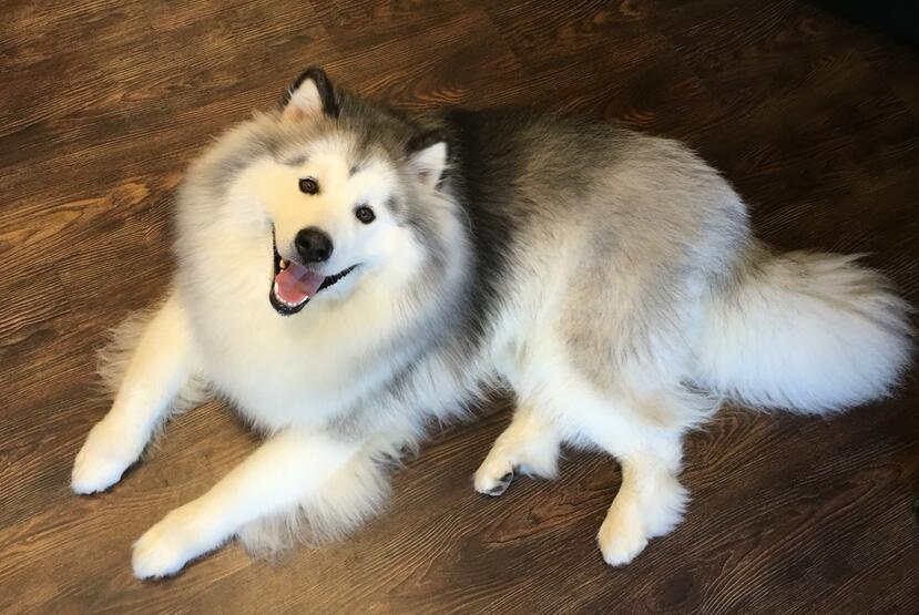 养阿拉斯加的好处,阿拉斯加犬好养吗优缺点有哪些