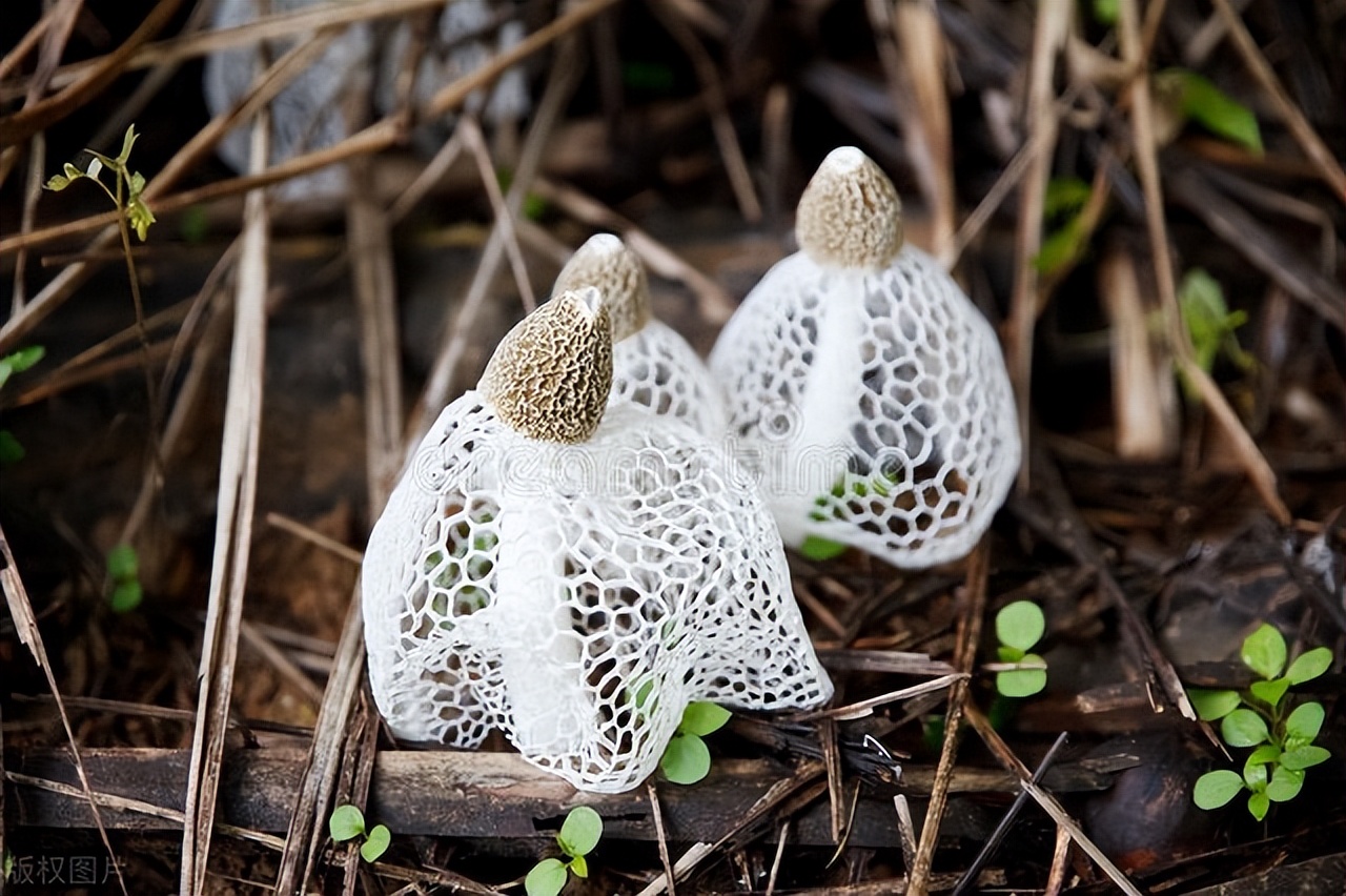 菌中的软黄金,菌黄金指的是什么菌