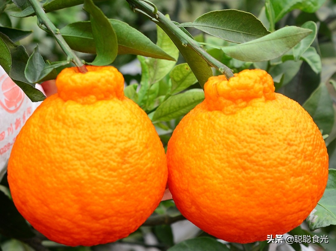 买橘子买什么样的比较甜,买什么橘子最甜