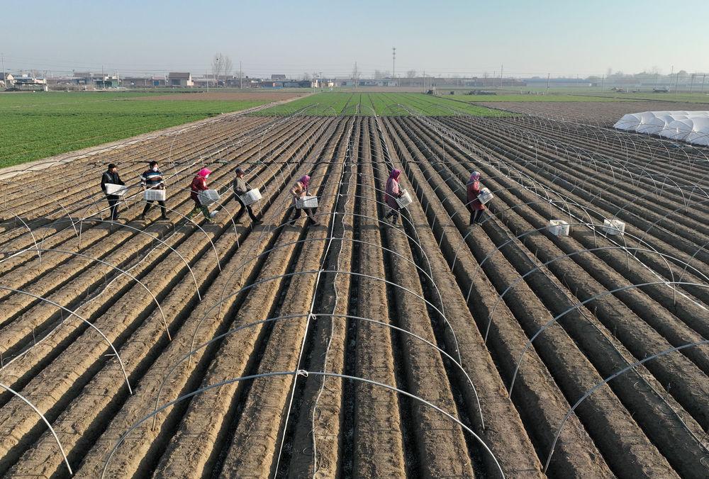 河北唐山冀东生姜之乡播种忙,唐山生姜大量供应