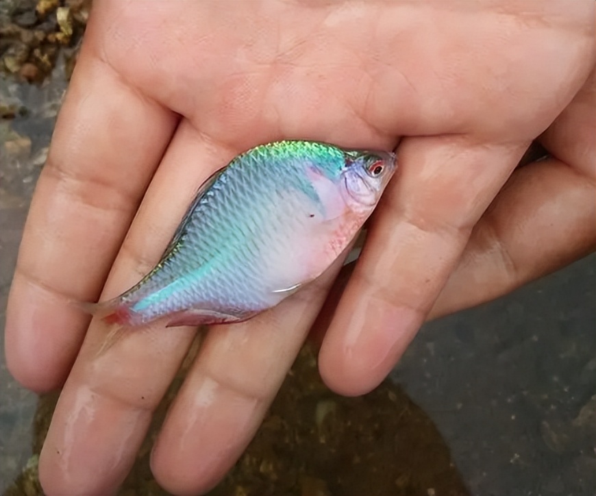 农村小杂鱼大全,农村5种不起眼的小杂鱼