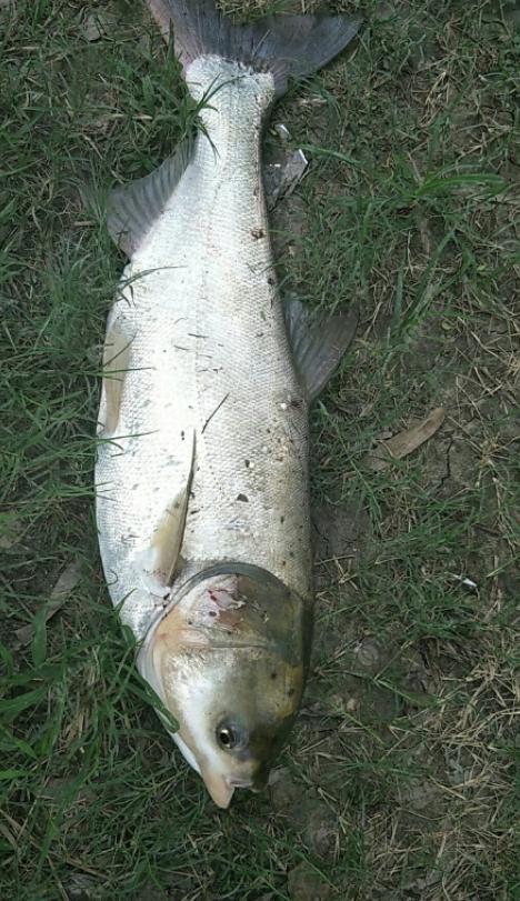 探索大自然鱼类,探索未知生物钓鱼