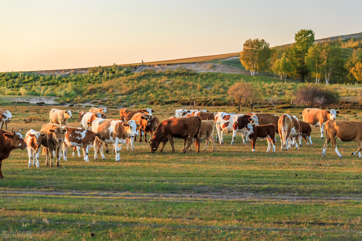 西门塔尔牛2024年5月最新价格表,西门塔尔牛养殖教程今日牛价