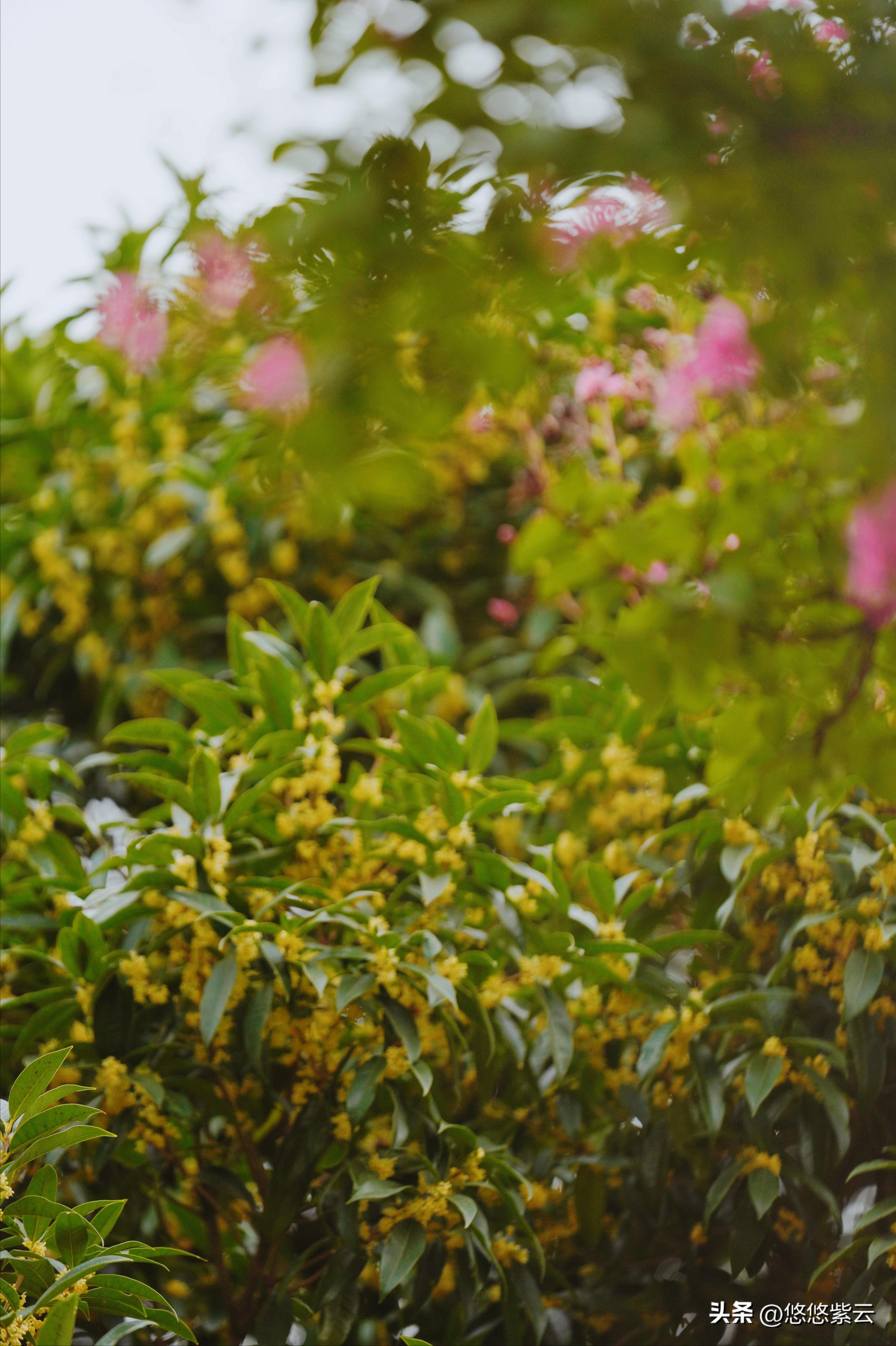 襄阳桂花,襄阳八月桂花遍地开