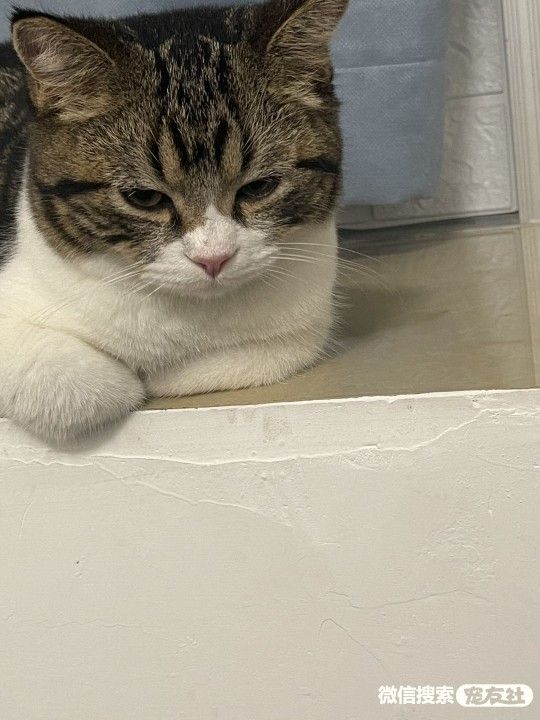 附近宠物店免费领养同城,猫狗领养平台免费赠送狗狗