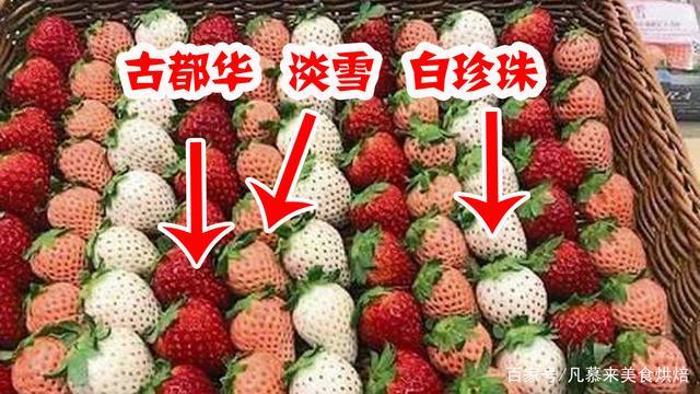 吃最贵的日本草莓,你吃过吗150元一斤的菠萝味草莓