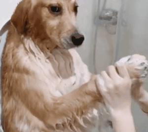 旺家的狗狗会有这5个特点,怎样选择旺家狗