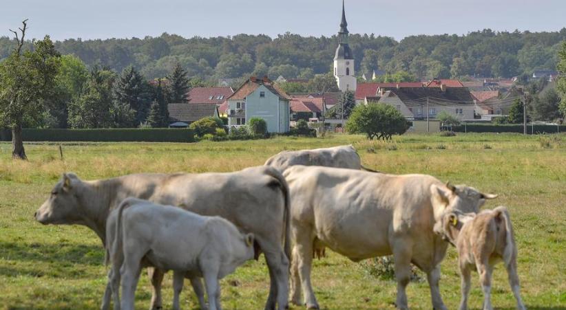 德国人均牛奶消费量,不喝牛奶的严重后果