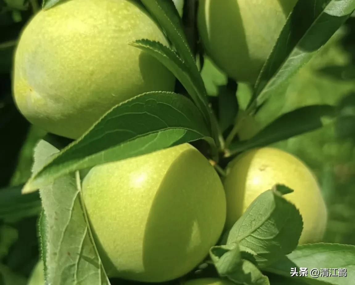 李子叶病害图片大全,李子树上白点是什么病害