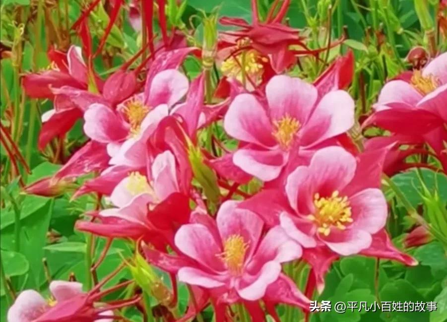 母亲跟丈母娘同一天过生日,母亲与丈母娘同一天过生日