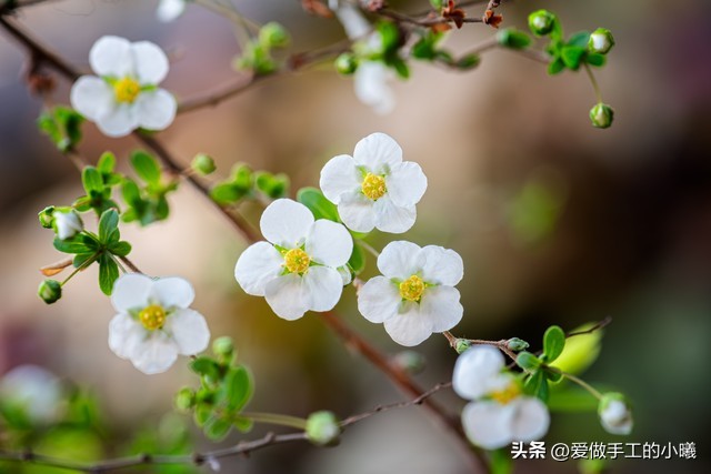 立春花朵唯美图片,花朵唯美图片大全风景