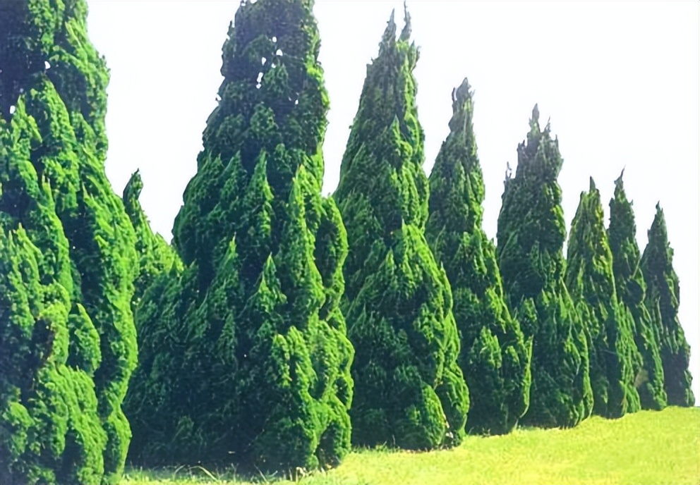 木本植物有哪些品种,什么观赏木本植物不怕冻不怕晒