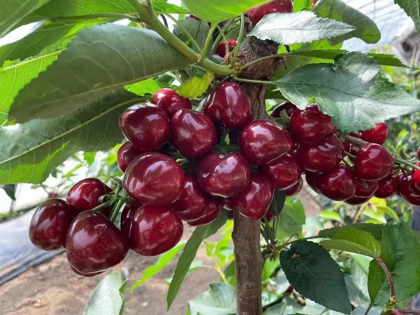 国内大樱桃现在都是哪里产的,中国三十多年前的樱桃