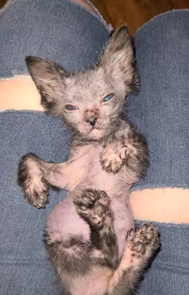 狼人猫长啥样,狼人猫长什么样子