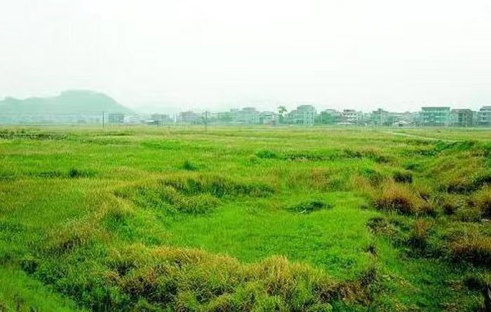 农民养鹅5年终致富轻松年入15万,小伙养鹅一年能赚多少钱