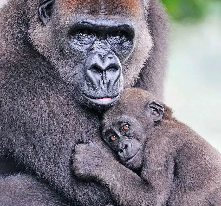 艾滋病最初发现于非洲猩猩，它是如何跨越物种传播到人身上的呢？