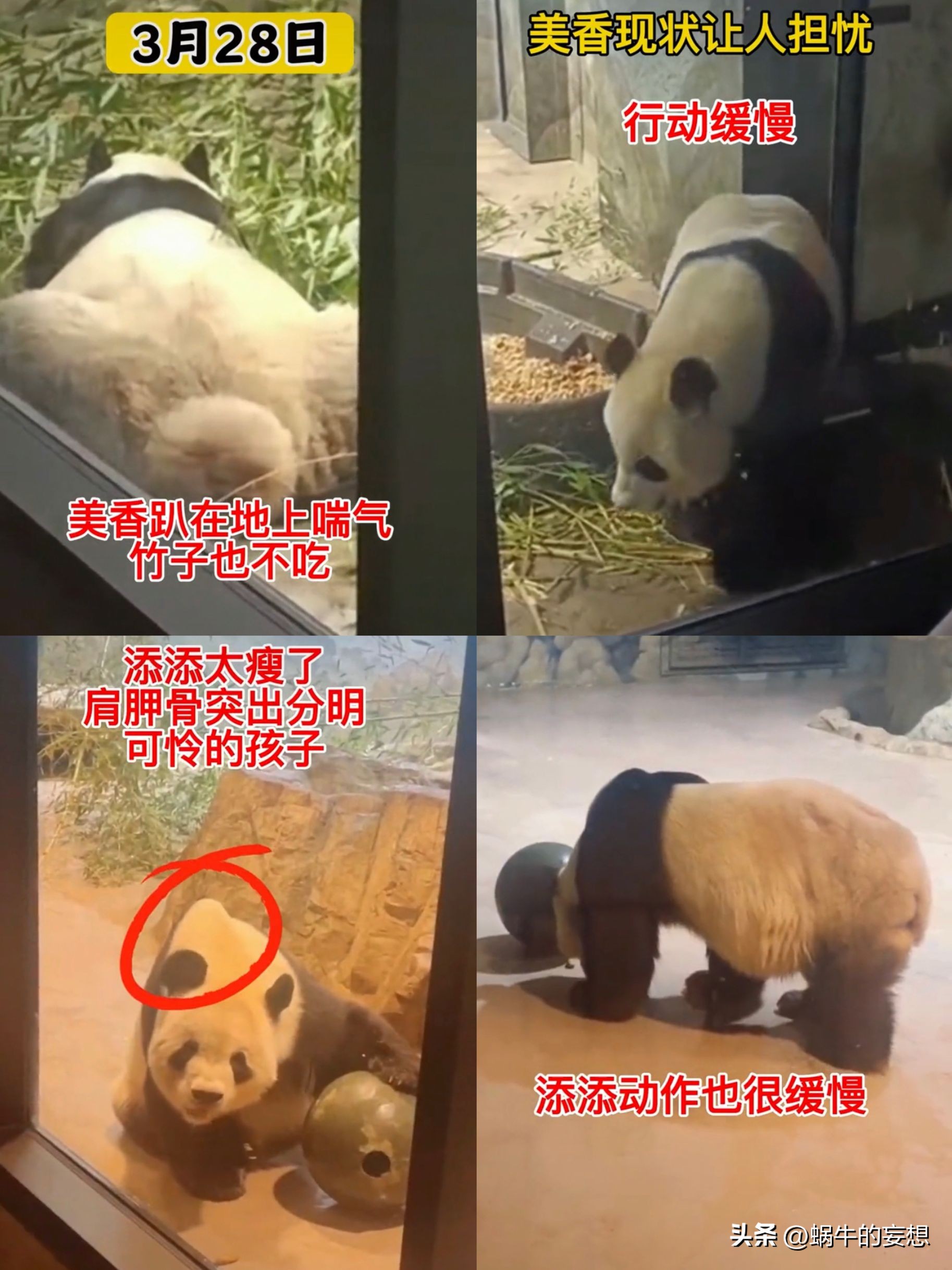 美香一家状况令人担忧,美香得了啥病