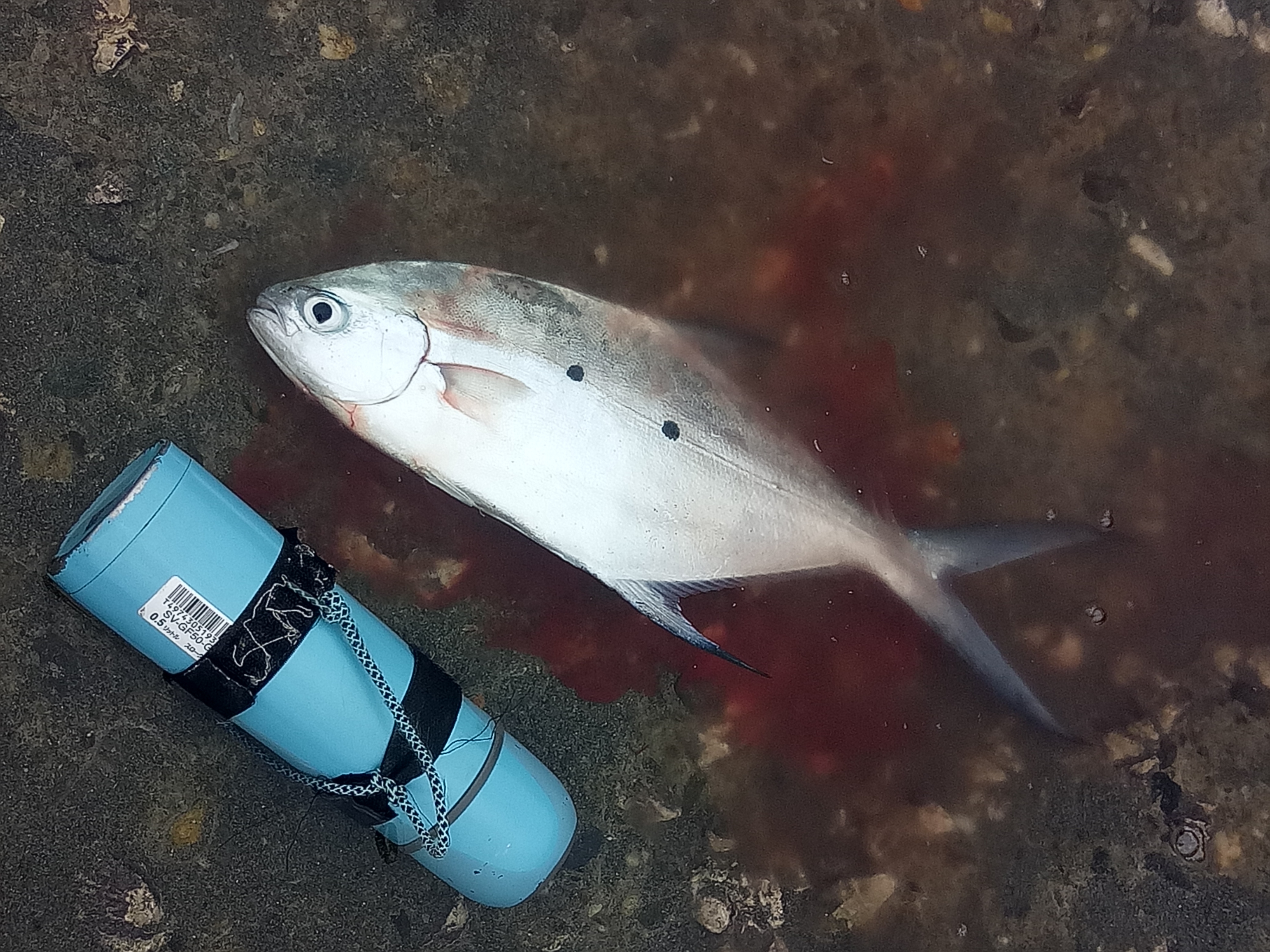 花莲县钓鱼,花莲在哪里海钓