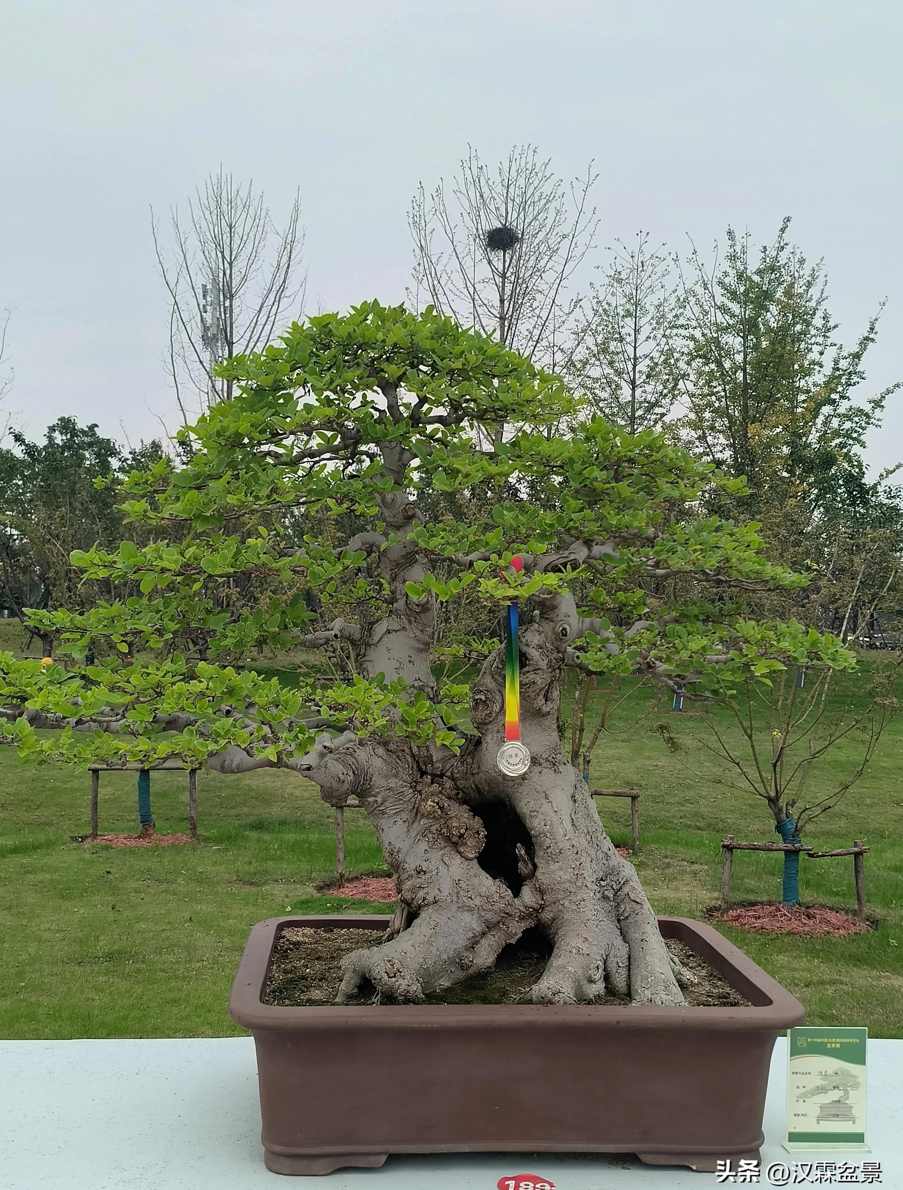 广州园林盆景展,精品大型盆景展会大全