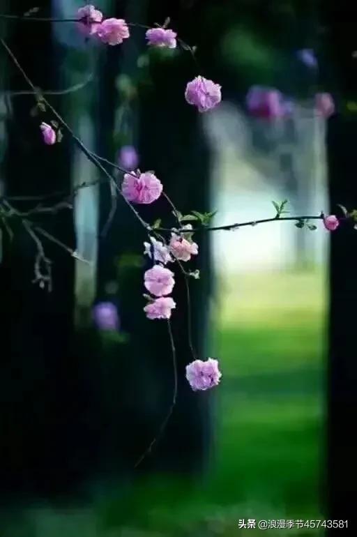 最美人间四月天散文,最美人间四月天的散文