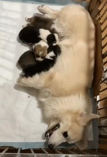 鼻饲喂食正确方法和注意事项,金毛喂食注意事项及禁忌