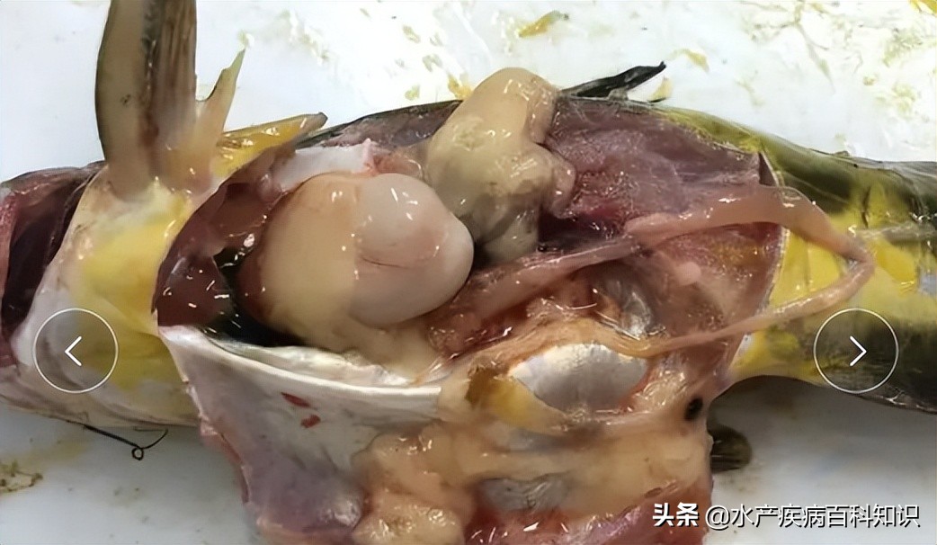 顽固寄生虫有了彻底的治疗方案，你不动心吗？