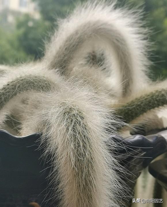 多肉九尾狐有长毛和短毛之分吗,猴尾柱与九尾狐哪个粗一点