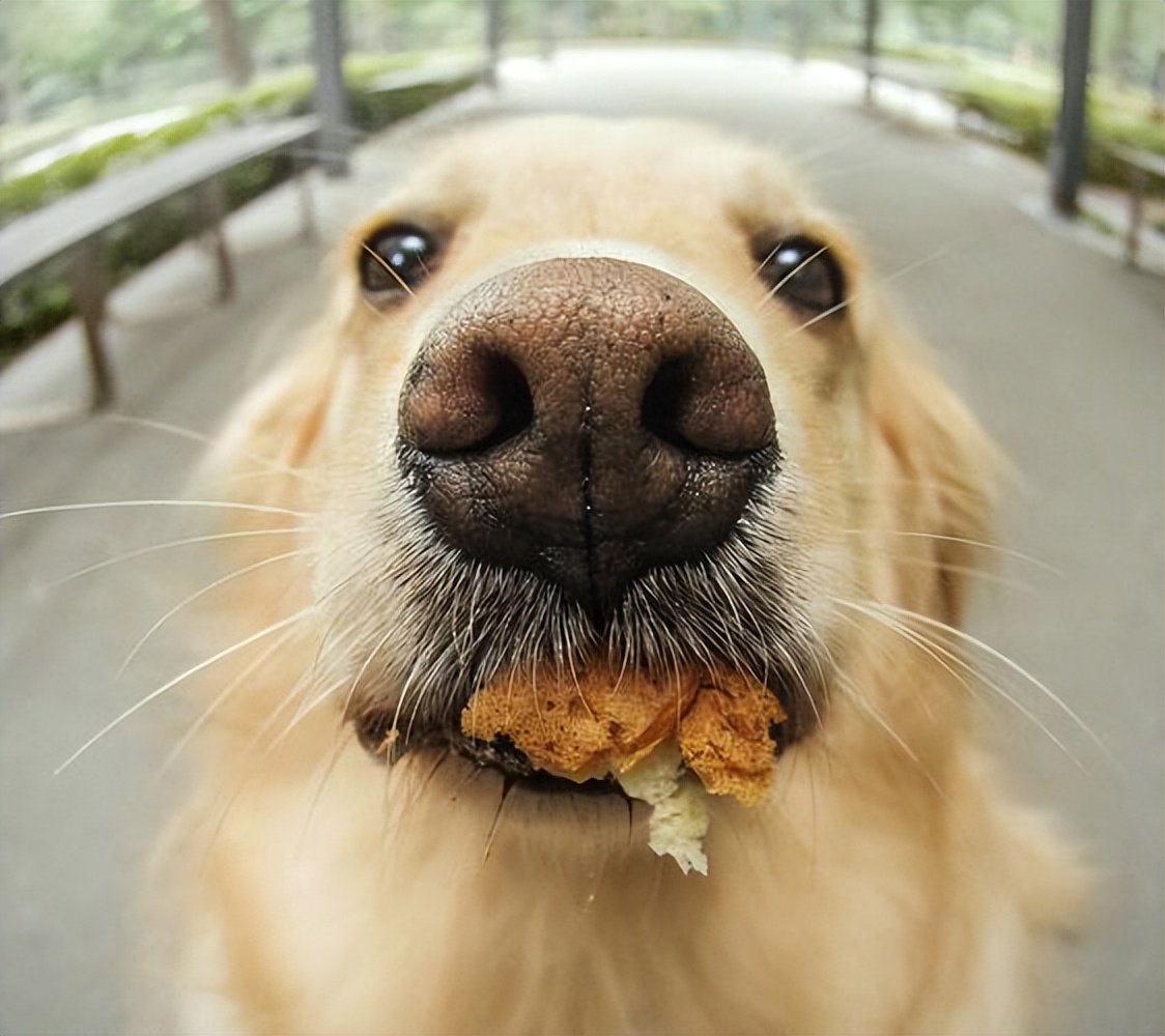 赛级金毛的优点,金毛优点缺点