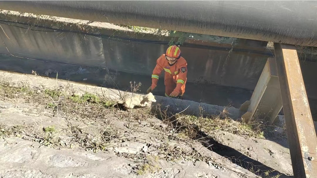 每一个生命都值得被救助,每一个生命都值得救助