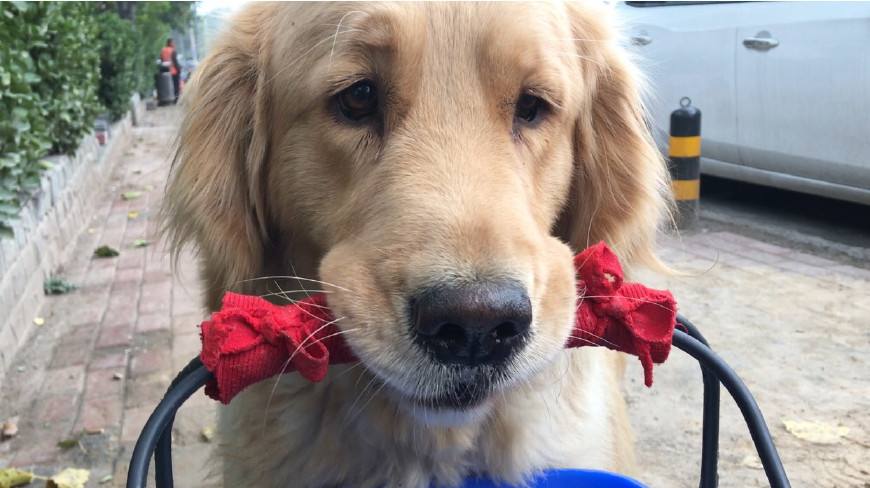 狗狗母亲,狗狗有什么表现把你当主人