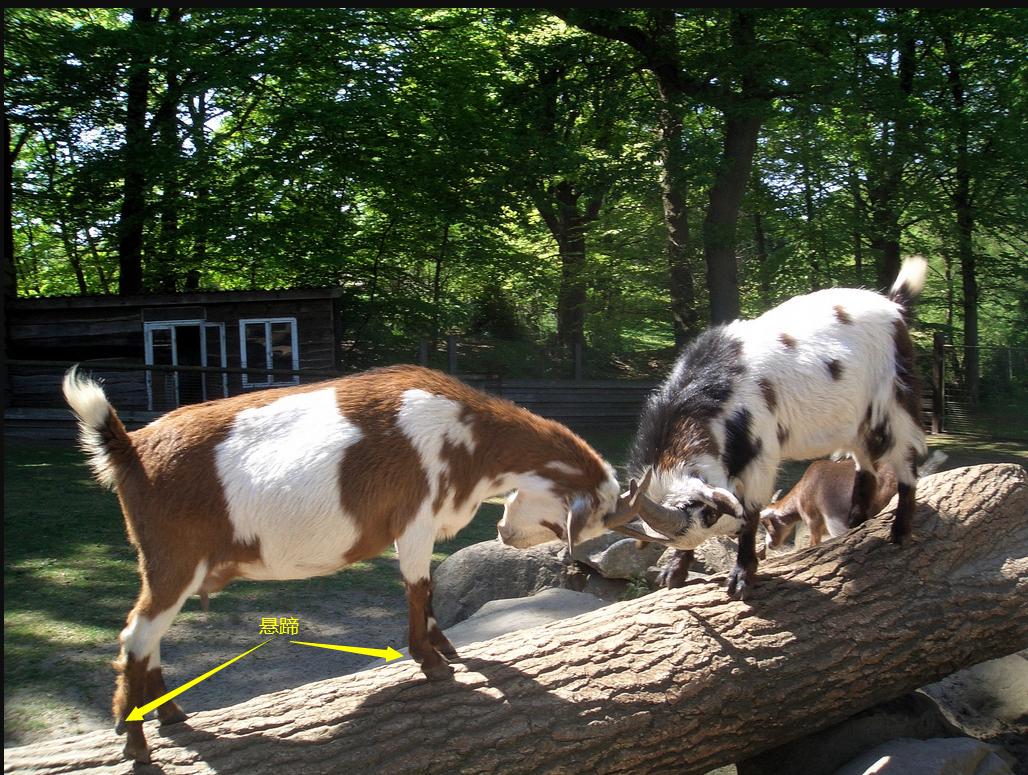 羊会吃肉对不对,羊会吃肉
