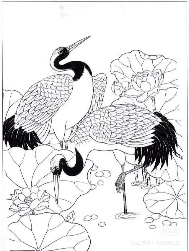 丹顶鹤女孩的故事,丹顶鹤是国鸟吗