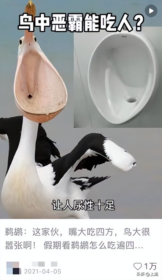 男孩景区遭鹈鹕灌顶,男孩被醍醐灌顶在什么景区