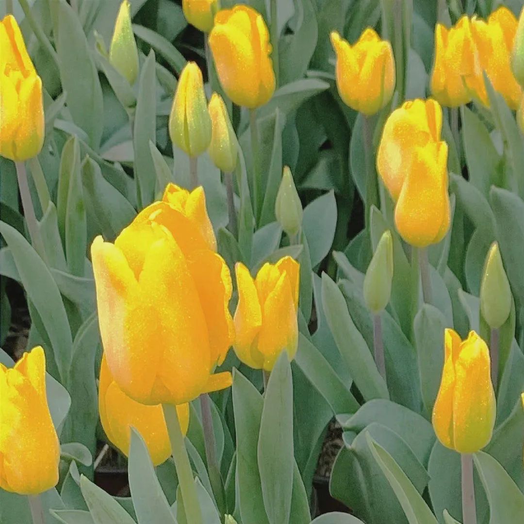 背景图ins风鲜花,ins复古黑色鲜花壁纸