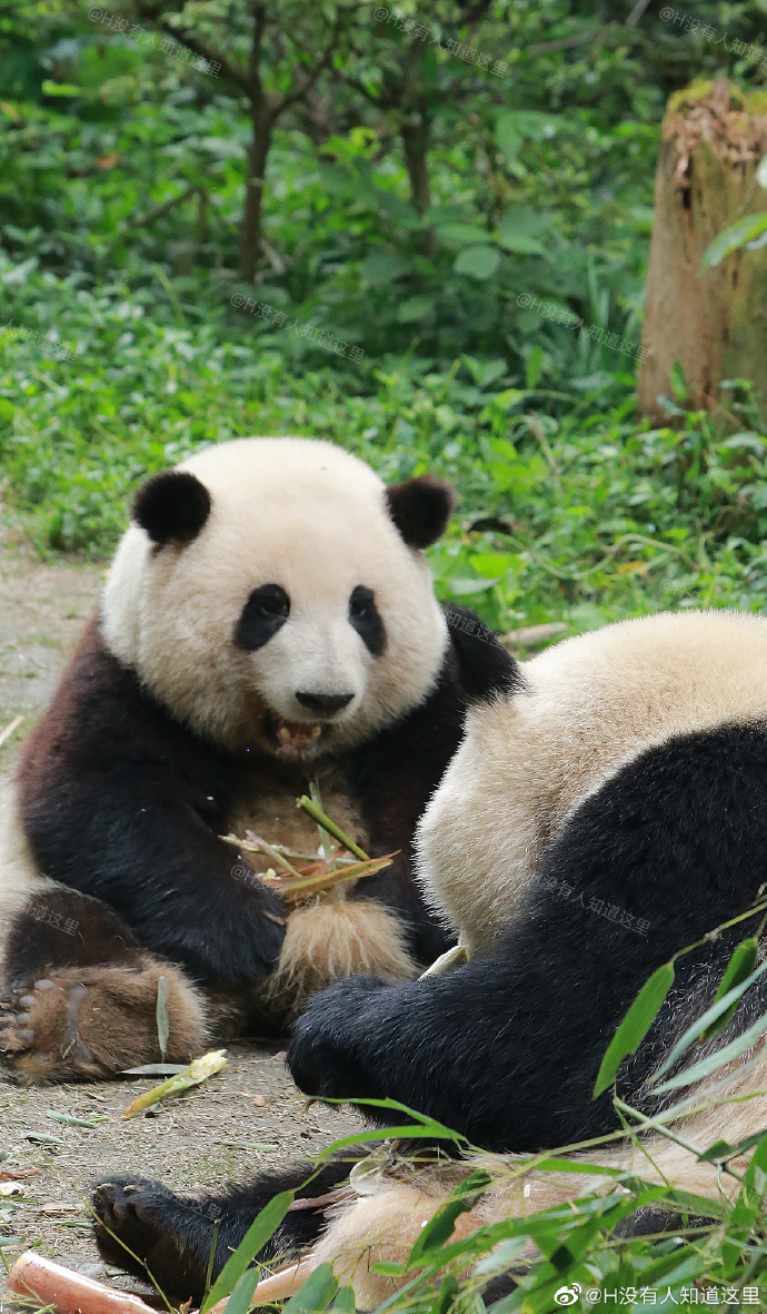 花花：接住谭爷爷给的小苹果，仿佛接住了整个世界。