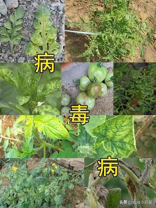 一招教你辨别真菌性病害,作物细菌真菌病毒轻松辨别
