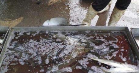 比酸菜牛肉面更恶心的东西,老坛酸菜到底有多恶心