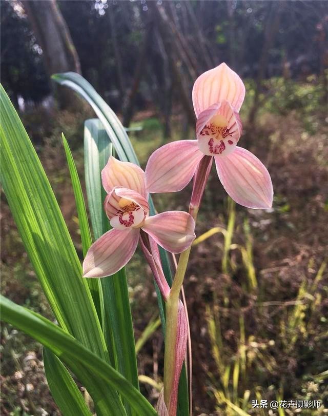最能代表国兰风采的兰花,最有国兰韵味的兰花