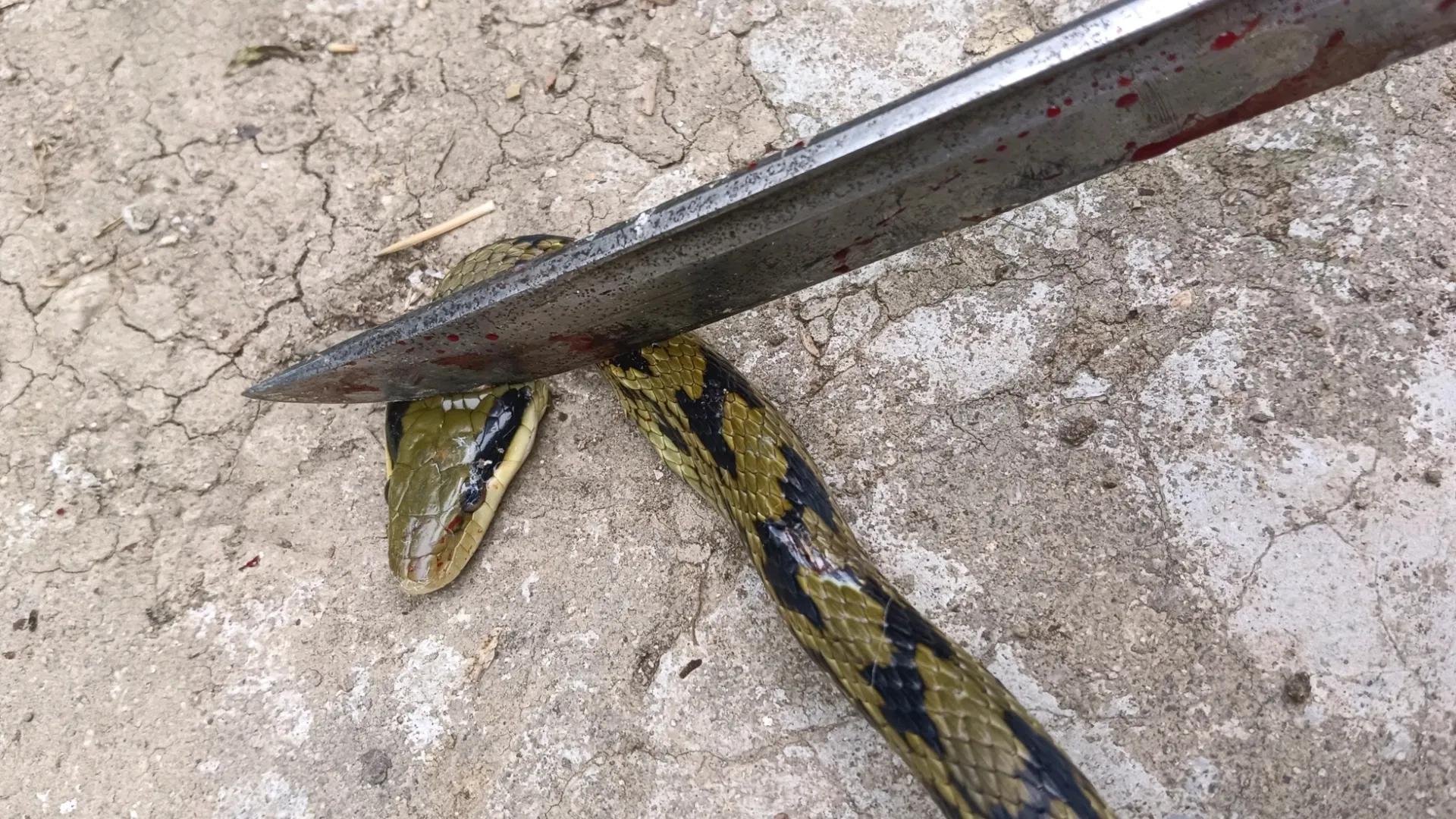 下手真狠，蛇头都给打歪了。