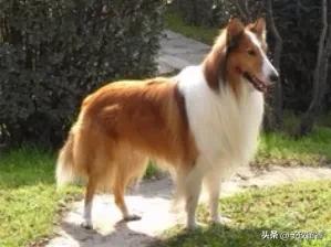 狗的种类常见宠物狗的品种及特点,宠物狗种类及特点