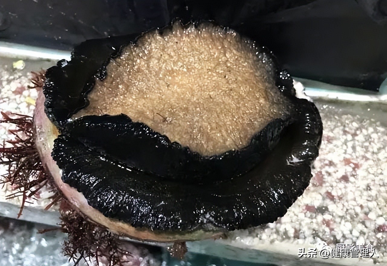 海鲜贝类品种大全及名字,22种海鲜贝类做法大全