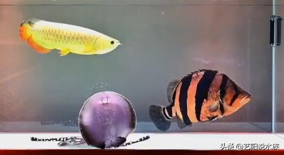 虎鱼和龙鱼混养打架吗,龙鱼混养虎鱼打架